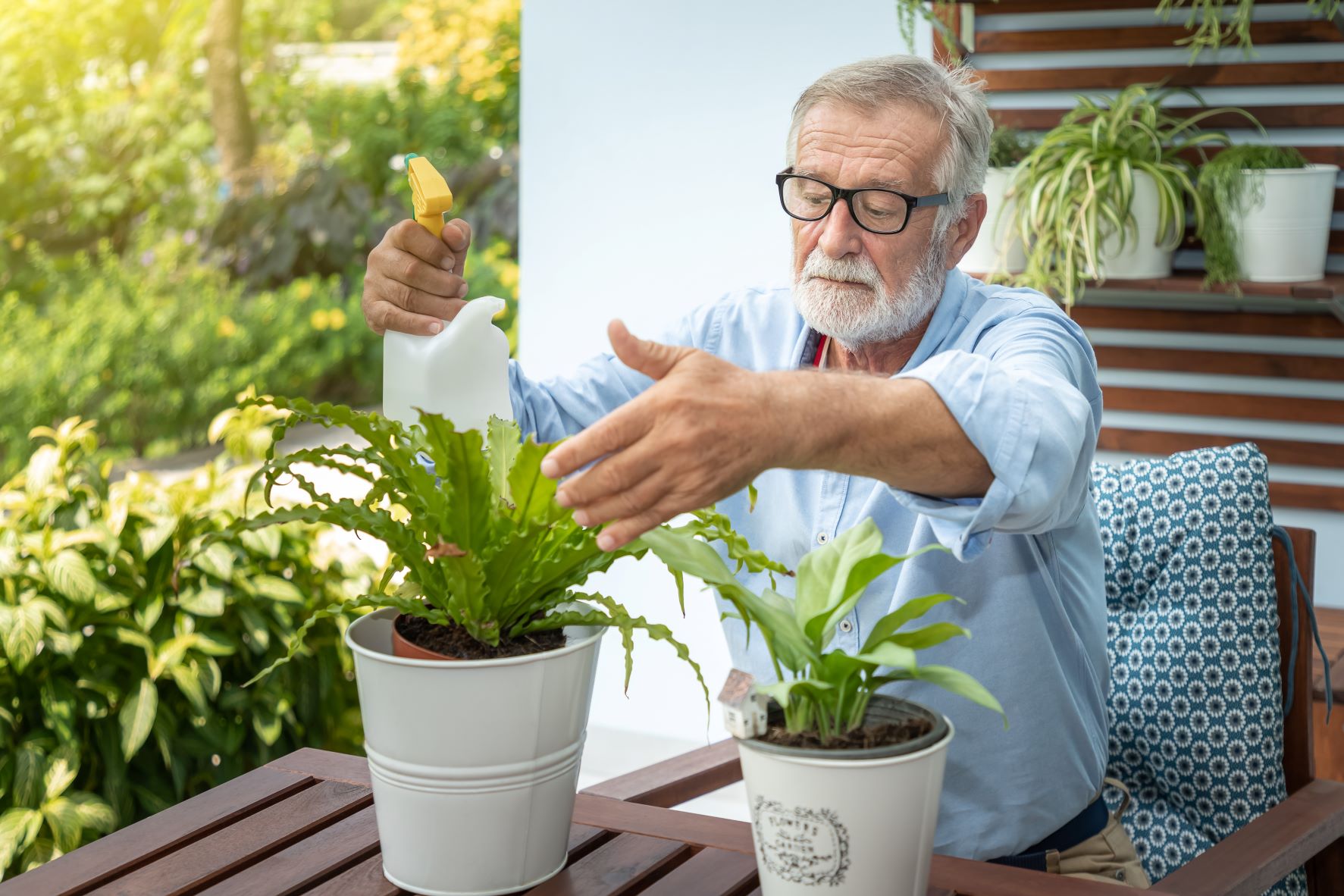 Houseplants: 6 Surprising Benefits For Seniors – All Seniors Care