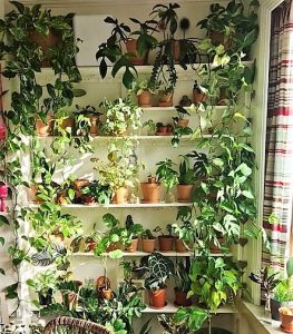 Five shelves of house plants