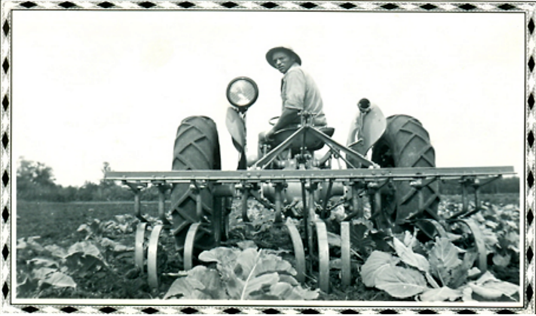 Man in hat on a plow in the middle of a cabbage patch 