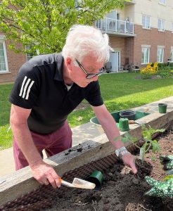 Man with white hair and glasses planting tomato seedlings