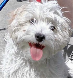 Oscar at Preston Park 2